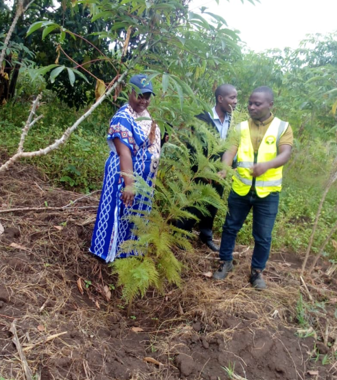 CODEA Activities