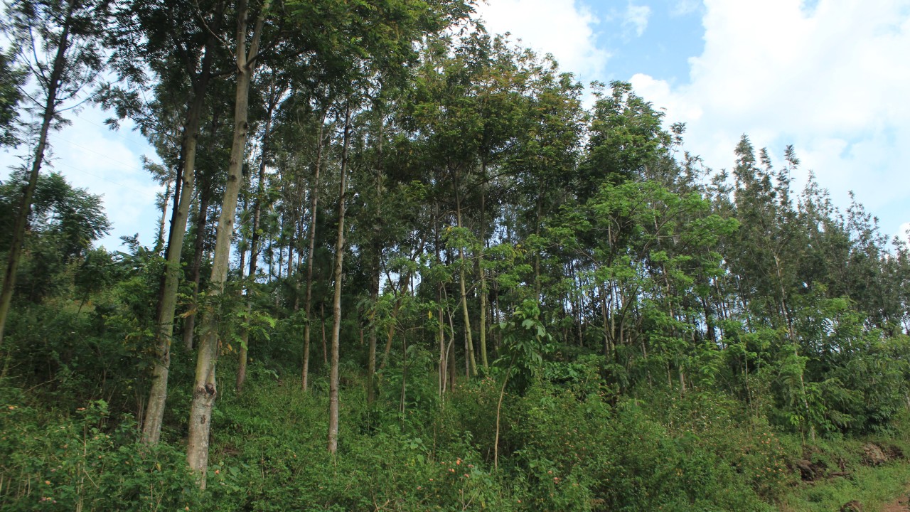 River Nyamwamba Sustainable Catchment Management (RINSCAM)